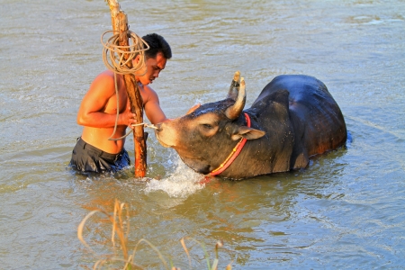 NAKHON SI THAMMARAT, THAILAND - FEBRUARY 17 : An unidentified man bathes his cattle in a local river on February 17, 2011 in Nakhon Si Thammarat, Thailand.のeditorial素材