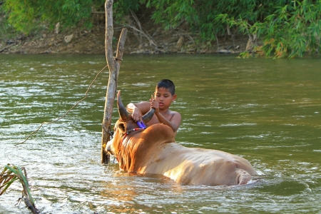 NAKHON SI THAMMARAT, THAILAND - FEBRUARY 17 : An unidentified child bathes his cattle in a local river on February 17, 2011 in Nakhon Si Thammarat, Thailand.のeditorial素材