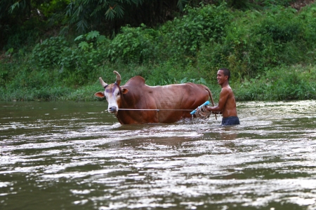 NAKHON SI THAMMARAT, THAILAND - AUGUST 22 : An unidentified man leads his cattle into a river as he prepares to bath his cattle on August 22, 2010 in Nakhon Si Thammarat, Thailand. のeditorial素材