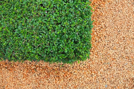 Pebble stones and grass texture on walkwayの写真素材