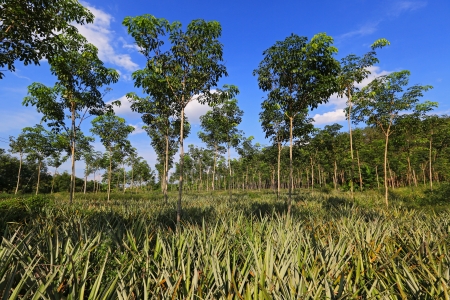 Pineapple and rubber tree plantation in Krabi, Thailand の写真素材
