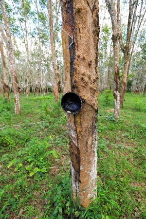 close up shot of rubber trees plantationの写真素材