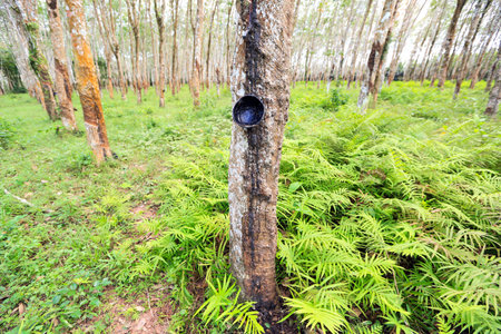 close up shot of rubber trees plantationの写真素材