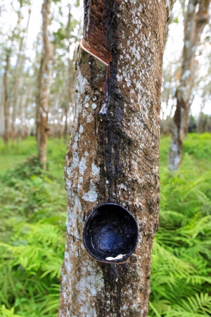 close up shot of rubber trees plantationの写真素材