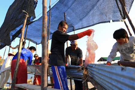 KRABI, THAILAND - JANUARY 29 : Local fishermen process jellyfish catch in Andean sea near Ao Thalane on January 29, 2013 in Krabi, Thailand. のeditorial素材