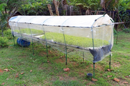 Hydroponic farm in Krabi, Thailandの写真素材