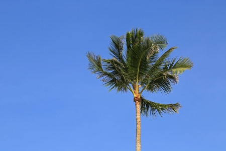 Green palm tree on blue sky backgroundの写真素材