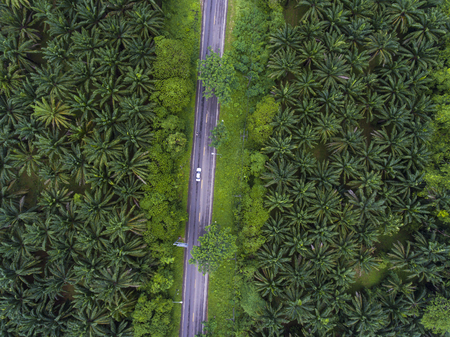Top View of Rural Road through palm tree forestsの写真素材
