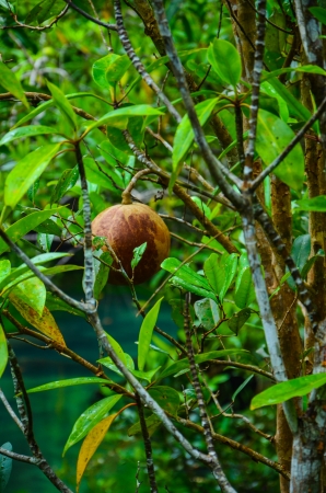 Mangrove forest  Krabi, Thailand  Tha Pom Khlong Song Nam, the only venue of two-water ecology  fresh water and brackish water  in Thailand の写真素材