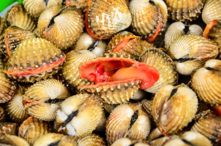 Shellfish Blood Cockles in the Thai marketの写真素材