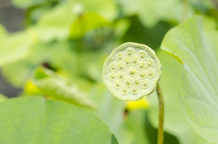 lotus seedsの写真素材
