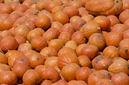 Pumkinの写真素材