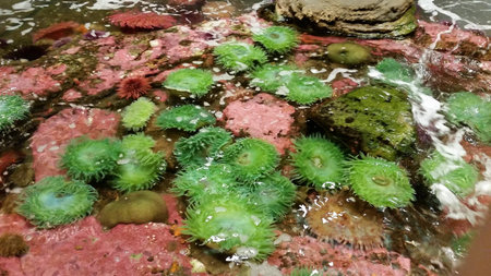 Sea anemonesの写真素材