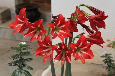 flower amaryllis are red.のeditorial素材