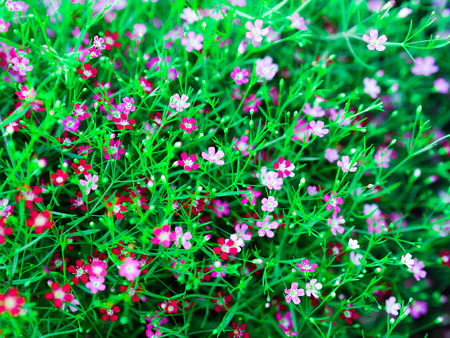 Gypsophila in the gardenの写真素材