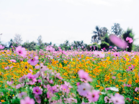 Colorful Cosmos field with blue sky in winter season