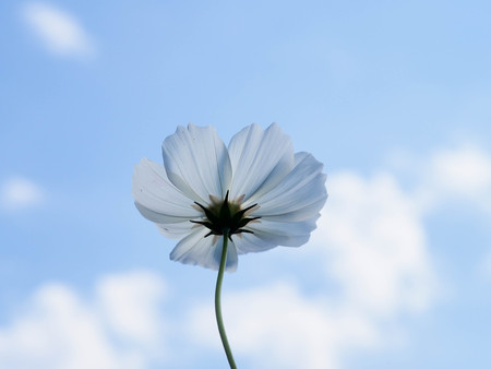 white Cosmos field with blue sky in winter seasonの写真素材