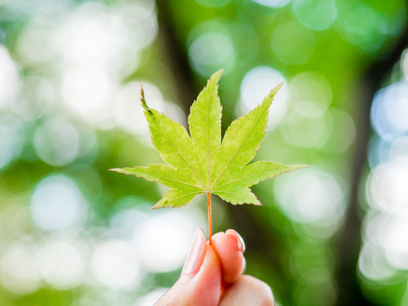 Colorful Maple leaf in Autumnの写真素材
