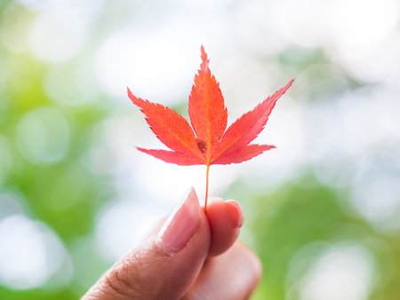 Colorful Maple leaf in Autumnの写真素材