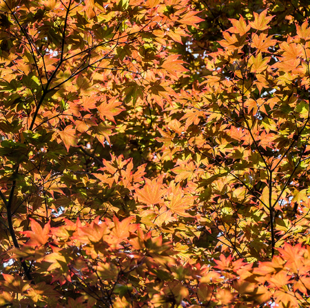 Colorful Maple leaf in Autumn