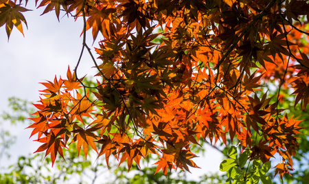 Colorful Maple leaf in Autumn