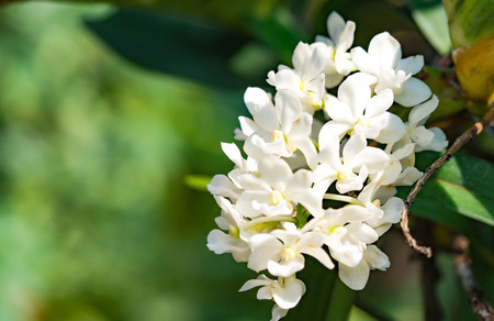 Orchid flower in tropical garden, Rhynchostylis gigantea, green background for postcard or agriculture business.の写真素材