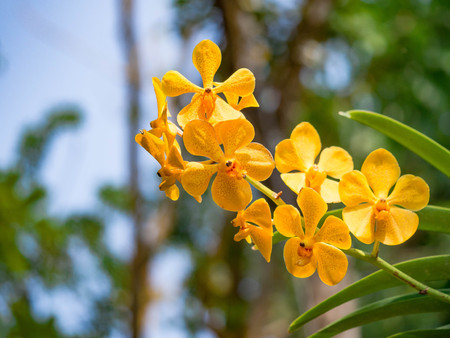 Orchid flower in tropical garden, green background for postcard or agriculture business.の写真素材