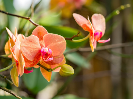 Orchid flower in tropical garden, green background for postcard or agriculture business.の写真素材