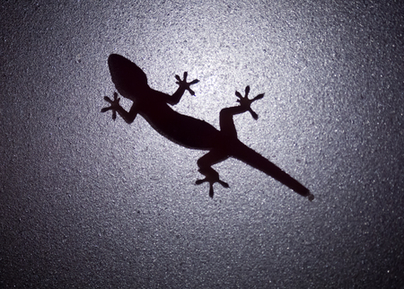 One house lizard on mirror door silhouette light in dark roomの写真素材