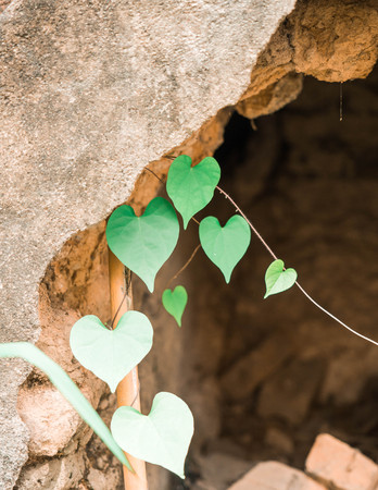 Green leave heart shapeの写真素材