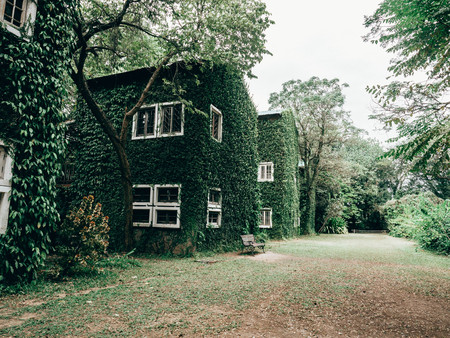 Old house cover by climbing plants, white windowの写真素材