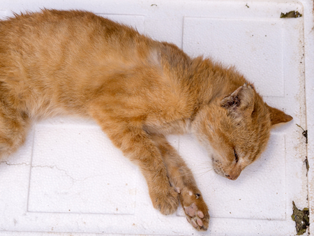 One illness dead cat on streetの写真素材