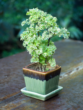 Polyscias guilfoylei in ceramic pot on steel table for decoration purposeの写真素材