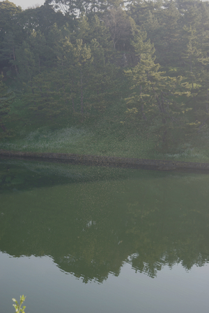 mosquito swarm at the Imperial Palace moats in Tokyo, Japanの写真素材