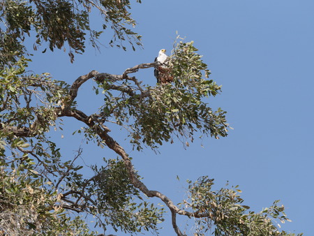 Fish eagle at Chobe National Parkの写真素材
