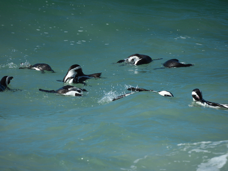 Penguins at Boulders Beach, Cape Townの写真素材