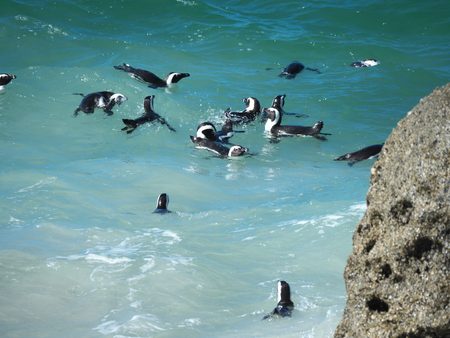Penguins at Boulders Beach, Cape Townの写真素材