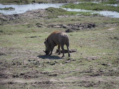 Chobe National Park (warthog)の写真素材