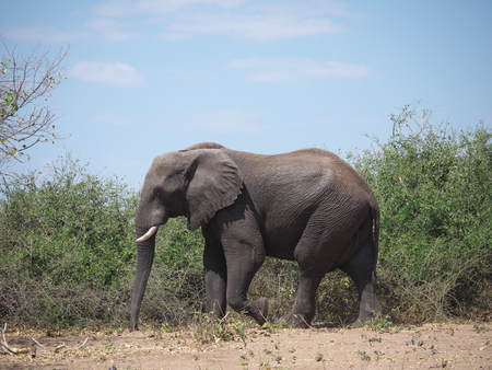 Chobe National Park (elephant)の写真素材