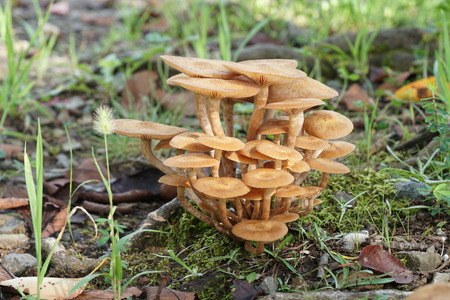 Close-up of mushroom (Armillaria tabescens)の写真素材