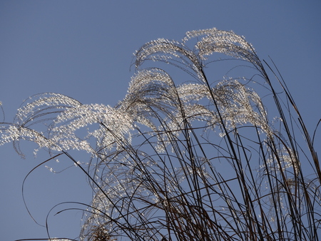 Silver grass (susuki) in the autumn skyの写真素材