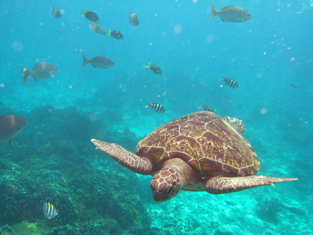 Green Turtle (Chelonia mydas) at Similan island, Thailand
