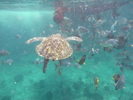 Green Turtle (Chelonia mydas) at Similan island, Thailandの写真素材