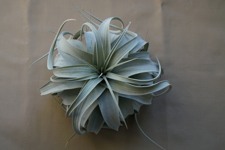 Tillandsia xerographicaの写真素材
