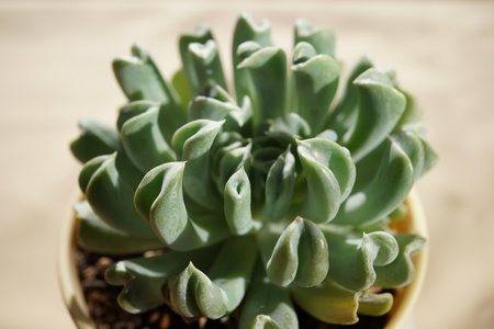 Topsy Turvy Echeveriaの写真素材