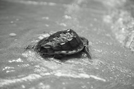 baby sea turtle returns to the seaの写真素材