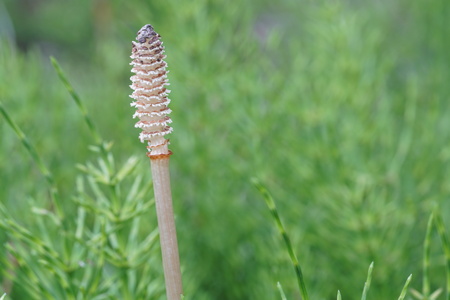 Wood horsetail (Equisetum sylvaticum), shot with shallow DOFの写真素材