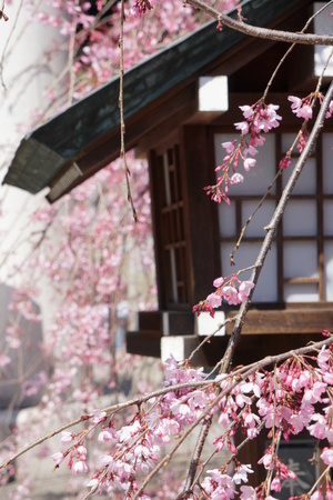 Sakura, cheery blossoms in Tokyoの写真素材