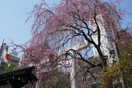 Sakura, cheery blossoms in Tokyoの写真素材