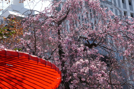 Sakura, cheery blossoms in Tokyoの写真素材